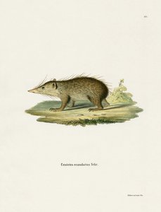 Tenrec المشترك (نقش ملون) بواسطة المدرسة الألمانية