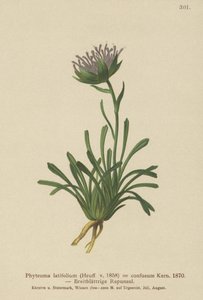 الخلط المرتبك (Phyteuma mixed Phyteuma latifolium ، Phyteuma hemispherical ssp. الخلط بين Phyteuma) بواسطة المدرسة الألمانية