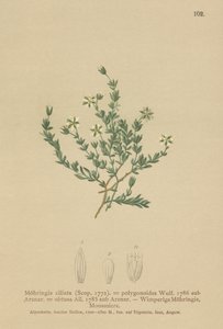 زاحفة Sandwort (Moehringia ciliata ، Moehringia polygonoides ، Arenaria getusa) بواسطة المدرسة الألمانية