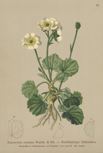 Crowfoot (Cruncatus) بواسطة المدرسة الألمانية
