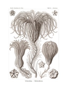 Crinoidea ، 1899-1904 بواسطة المدرسة الألمانية