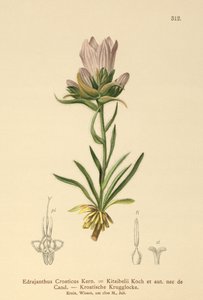 الجرس الكرواتي المعشوش (Edrajanthus Croaticus ، Edraianthus croaticus ، Edraianthus Kitaibellii ، Edraianthus graminifolius ، Edraianthus albanicus ، Wahlenbergia graminifolia) بواسطة المدرسة الألمانية