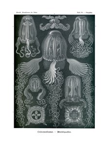 Chirodropida ، 1899-1904 بواسطة المدرسة الألمانية