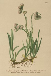 الوحل (Gnaphalium Carpathicum) بواسطة المدرسة الألمانية