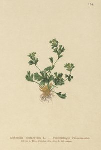 قطع Laded Ladys Mantle (Alchemilla pentaphyllea) بواسطة المدرسة الألمانية