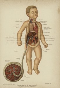 رسم تخطيطي يُظهر الأعضاء الداخلية لطفل حديث الولادة وحبله السري (حجر ملون) بواسطة المدرسة الألمانية