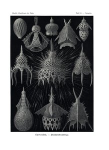 Cyrtoidea ، 1899-1904 بواسطة المدرسة الألمانية