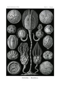 Cystoidea ، 1899-1904 بواسطة المدرسة الألمانية