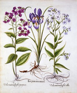 السيدات البنفسج وقزحية الميدان ، من Hortus Eystettensis ، بقلم باسل بيسلر (1561-1629) ، حانة. 1613 (نقش يدوي) بواسطة المدرسة الألمانية
