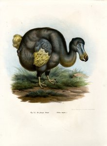 دودو ، 1864 بواسطة المدرسة الألمانية