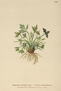 Dolomite Spleenwort (Asplenium Seelosii) بواسطة المدرسة الألمانية