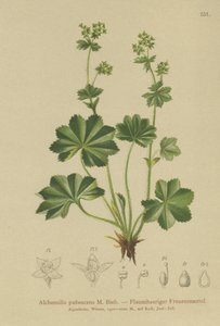 داوني ليديس مانتل (Alchemilla pubescens ، Alchemilla glaucescens ،) بواسطة المدرسة الألمانية
