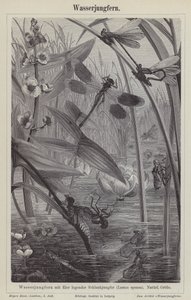 Dragonflies (engraving) بواسطة المدرسة الألمانية