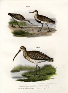 دنلين ، 1864 بواسطة المدرسة الألمانية