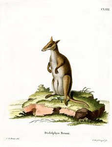 Dusky Wallaby (نقش ملون) بواسطة المدرسة الألمانية