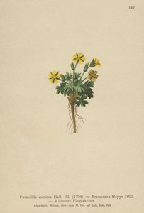 قزم Cinquefoil (Potentilla minima ، Potentilla Brauneana ، Potentilla dubia) بواسطة المدرسة الألمانية