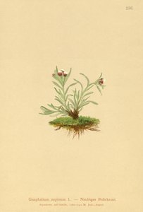 CUDWEED الإنسان (موقف مستلق Glechoma) بواسطة المدرسة الألمانية