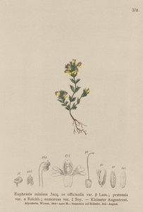Debrf Eyebright (Euphrasia minima، Euphrasia officinalis، Euphrasia pratensis var. nemorosa) بواسطة المدرسة الألمانية