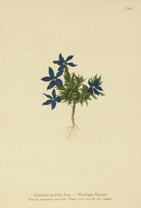 قزم الجنطيانا (Gentiana pumila) بواسطة المدرسة الألمانية