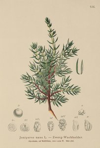 العرعر القزم (Juniperus nana، Juniperus communis var. Nana، Juniperus communis var. Saxatilis) بواسطة المدرسة الألمانية