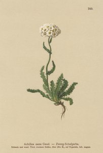 قزم Milfoil بواسطة المدرسة الألمانية