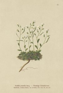 قزم Rockcress (Arabis pumila) بواسطة المدرسة الألمانية