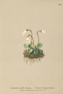 قزم Snowbell (Soldanella pusilla ، Soldanella alpicola) بواسطة المدرسة الألمانية