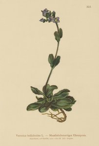قزم Speedwell الأزرق (Veronica bellidioides) بواسطة المدرسة الألمانية