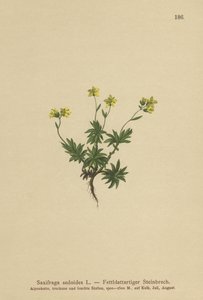 Saxifrage الشرقية (Saxifraga sedoides) بواسطة المدرسة الألمانية
