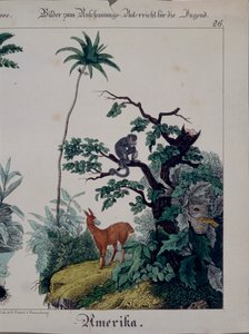 ملصق تعليمي يضم النباتات والحيوانات في أمريكا الجنوبية ، الجانب الأيمن ، نشره F. Wentzel ، Weissenburg ، 1840 (انظر أيضًا 379941) بواسطة المدرسة الألمانية