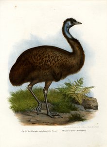 Emu ، 1864 بواسطة المدرسة الألمانية