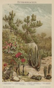 Euphorbias (لون ليثو) بواسطة المدرسة الألمانية