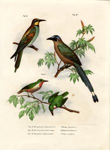 النحل الأوروبي ، 1864 بواسطة المدرسة الألمانية