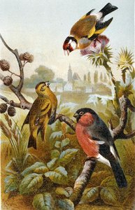 طائر الحسون الأوروبي ، إكترين جرينبول و Eurasion Bullfinch ، لوحة من "Brehm's Animal Life: General Knowledge of the Animal Kingdom" ، المجلد 4 ، ص. 57 ، نشره المعهد الببليوغرافي بواسطة المدرسة الألمانية
