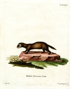 Polecat الأوروبي (نقش ملون) بواسطة المدرسة الألمانية