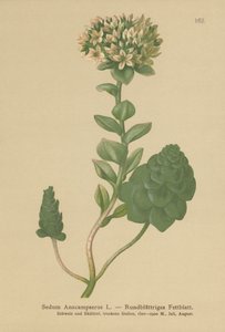 دائمة الخضرة Orpine (Sedum Anacampseros ، Hylotelephium anacampseros) بواسطة المدرسة الألمانية