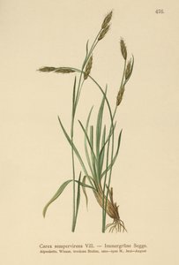 نبات دائم الخضرة (Carex sempervirens) بواسطة المدرسة الألمانية
