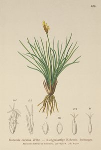 كاذبة كاذبة (Kobresia simpliciuscula ، Kobresia caricina) بواسطة المدرسة الألمانية
