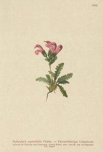 الوردية Lousewort (Pedicularis asplenifolia) بواسطة المدرسة الألمانية
