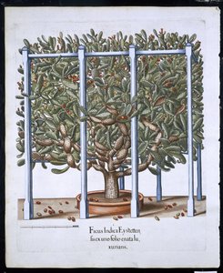 Ficus Indica Eystten من Hortus Eystettensis بقلم Basil Besler (1561-1629) حانة. 1613 (نقش يدوي) بواسطة المدرسة الألمانية
