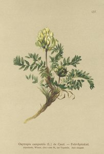 Locoweed الميدانية (Oxytropis campestris) بواسطة المدرسة الألمانية