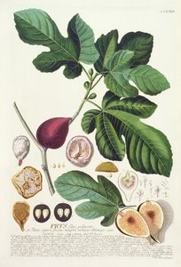 تين ، نقش بواسطة يوهان جاكوب هايد (1704-67) لوحة 73 من كتاب نباتي ، حانة. بواسطة أوغسطس فيند بواسطة المدرسة الألمانية