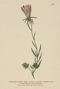 الكتان ليف ليفلور (Campanula linifolia ، Campanula Carnica) بواسطة المدرسة الألمانية