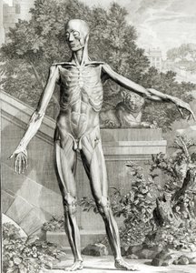 جسد ملوث ، من جداول الهيكل العظمي وعضلات جسم الإنسان بقلم برنارد سيغفريد ألبينوس (1697-1770) 1747 بواسطة المدرسة الألمانية