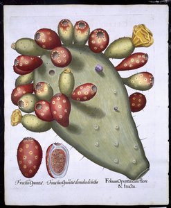 Folium Opuntia من Hortus Eystettensis بواسطة Basil Besler (1561-1629) حانة. 1613 (نقش يدوي) بواسطة المدرسة الألمانية