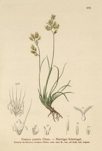 Fescue Four Leaved (Festuca pumila ، Festuca quadriflora) بواسطة المدرسة الألمانية