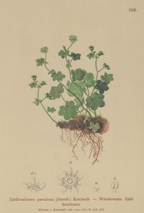 Fragile Saxifrage (Zahlbrucknera paradoxa ، Saxifraga paradoxa) بواسطة المدرسة الألمانية