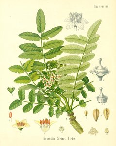 اللبان ، رسم توضيحي من النباتات الطبية Koehlers ، نشر في عام 1887 بواسطة المدرسة الألمانية
