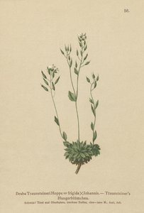 عشب ويتلو شديد البرودة (Draba Traunsteineri ، Draba frigida) بواسطة المدرسة الألمانية