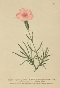 مهدب وردي (Dianthus Monspessulanus ، Dianthus alpestris ، Dianthus alpicola) بواسطة المدرسة الألمانية